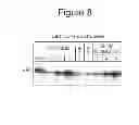 Fig. 09 - MODULATORS OF MITOCHONDRIAL PROTEIN IMPORT