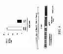 Fig. 06 - IDENTIFICATION OF A JAK2 MUTATION IN POLYCYTHEMIA VERA