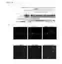 Fig. 12 - Activation of quiescent stem cells