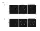 Fig. 16 - Activation of quiescent stem cells