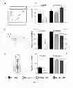 Fig. 04 - Systemic gene replacement therapy for treatment of X-linked myotubular myopathy (XLMTM)
