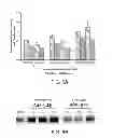 Fig. 06 - Method for enhancing folding and transport of misfolded glucocerebrosidase