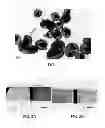 Fig. 02 - Opacifying particles with internal void and methods for making the same