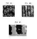Fig. 10 - Laser-produced porous surface