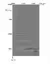 Fig. 01 - DEVICE AND METHOD FOR RESIDUAL MOVEOUT PICKING OF GHOSTED SEISMIC DATA