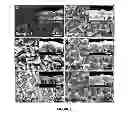 Fig. 02 - Pb-salt Mid-infrared Detectors and Method for Making Same