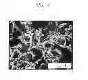 Fig. 04 - COMPACTED/VERMICULAR GRAPHITE CAST IRON FOR ORBITAL OR FIXED SCROLL AND MANUFACTURING METHOD OF ORBITAL OR FIXED SCROLL USING THE SAME