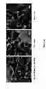 Fig. 06 - Controlled synthesis of nanoparticles using ultrasound in continuous flow