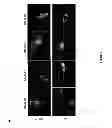 Fig. 16 - Methods and compositions comprising a C-terminal Bax peptide