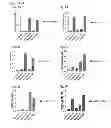 Fig. 06 - TDP-43 specific binding molecules