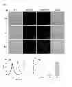 Fig. 07 - Contrast medium composition and method of bio imagination using the same