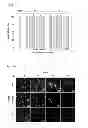 Fig. 08 - Contrast medium composition and method of bio imagination using the same