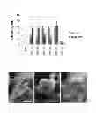 Fig. 03 - Peptide capable of silica deposition and use thereof