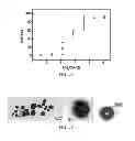 Fig. 47 - Polyphosphate-functionalized inorganic nanoparticles as hemostatic compositions and methods of use