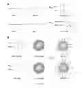 Fig. 62 - Polyphosphate-functionalized inorganic nanoparticles as hemostatic compositions and methods of use