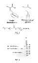 Fig. 07 - Amino acid substituted molecules