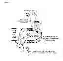 Fig. 07 - GENERATION OF IMMUNOSUPPRESSIVE MYELOID CELLS USING PGE2