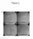 Fig. 10 - Methods, kits, and compositions for stem cell self-renewal