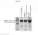 Fig. 55 - Methods, kits, and compositions for stem cell self-renewal