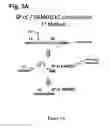Fig. 04 - Regulation of specific spinal neurons regulating pain transmission via chimeric toxins