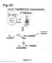 Fig. 06 - Regulation of specific spinal neurons regulating pain transmission via chimeric toxins
