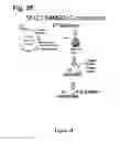 Fig. 09 - Regulation of specific spinal neurons regulating pain transmission via chimeric toxins
