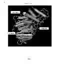 Fig. 02 - Albumin-binding arginine deminase and the use thereof