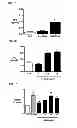 Fig. 03 - Pulmonary hypertension
