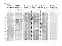 Fig. 02 - TOPK peptides and vaccines including the same
