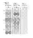 Fig. 04 - TOPK peptides and vaccines including the same