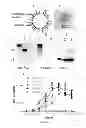 Fig. 03 - VLPS containing ligands and methods related thereto
