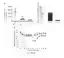 Fig. 14 - VLPS containing ligands and methods related thereto