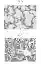 Fig. 08 - European PRRSV strain