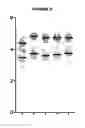 Fig. 04 - PEGYLATED LIPOSOMES FOR DELIVERY OF IMMUNOGEN-ENCODING RNA