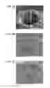 Fig. 09 - Oligocrystalline ceramic structures for enhanced shape memory and pseudoelastic effects