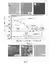 Fig. 03 - Stretchable, solvent free, completely amorphous solid electrolyte films