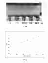 Fig. 04 - Methods, compositions, and kits for detecting protease activity in complex samples