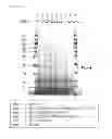 Fig. 02 - Method for secretory production of protein