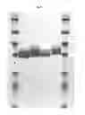 Fig. 06 - SACCHARIDE-CONTAINING PROTEIN CONJUGATES AND USES THEREOF