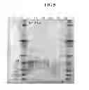 Fig. 07 - SACCHARIDE-CONTAINING PROTEIN CONJUGATES AND USES THEREOF