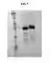 Fig. 09 - SACCHARIDE-CONTAINING PROTEIN CONJUGATES AND USES THEREOF