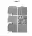 Fig. 02 - CULTURE MEDIA