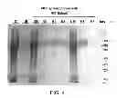 Fig. 05 - Compositions comprising fibrous polypeptides and polysaccharides