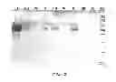 Fig. 06 - Compositions comprising fibrous polypeptides and polysaccharides