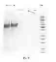 Fig. 10 - Compositions comprising fibrous polypeptides and polysaccharides