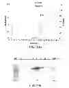 Fig. 11 - Compositions comprising fibrous polypeptides and polysaccharides