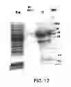Fig. 13 - Compositions comprising fibrous polypeptides and polysaccharides
