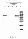 Fig. 14 - Compositions comprising fibrous polypeptides and polysaccharides