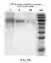 Fig. 15 - Compositions comprising fibrous polypeptides and polysaccharides