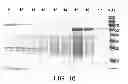 Fig. 17 - Compositions comprising fibrous polypeptides and polysaccharides